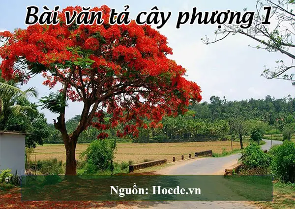 Bài văn tả cây phượng 1