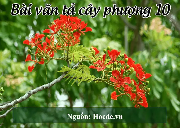 Bài văn tả cây phượng 10