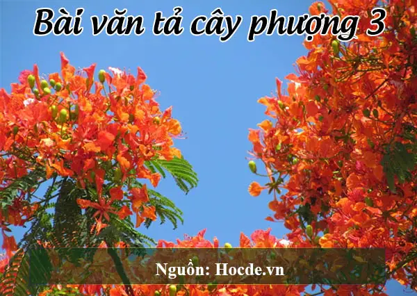 Bài văn tả cây phượng 3