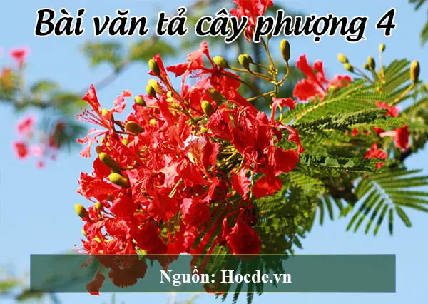 Bài văn tả cây phượng 4