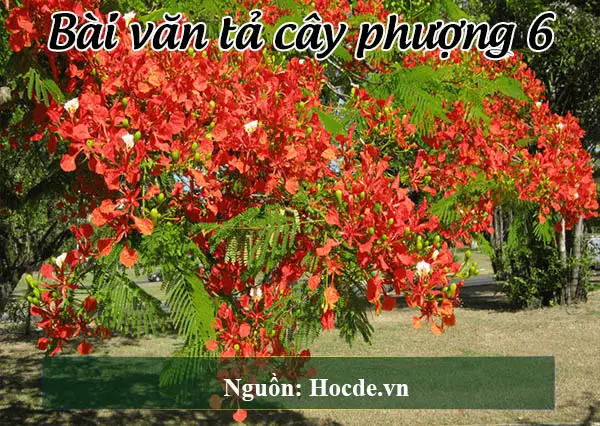 Bài văn tả cây phượng 6