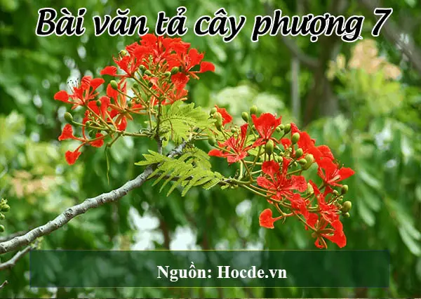 Bài văn tả cây phượng 7