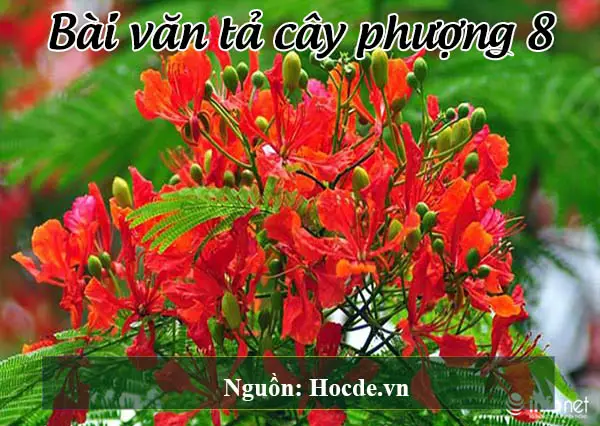 Bài văn tả cây phượng 8