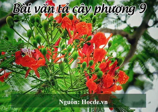 Bài văn tả cây phượng 9