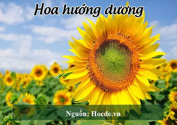 hoa hướng dương