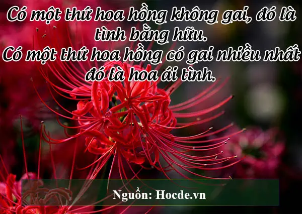 những câu nói hay về tình yêu hạnh phúc