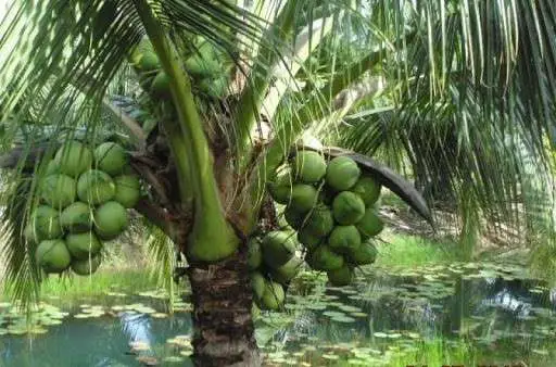 Văn mẫu lớp 9 hay: thuyết minh cây dừa