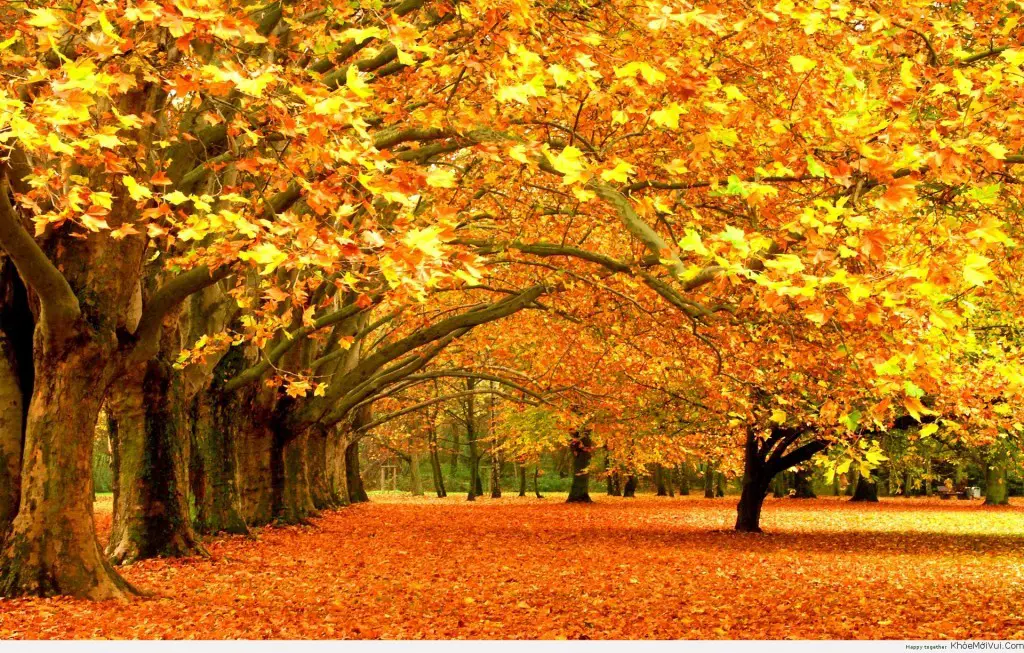 Chùm thơ về mùa thu hay nhất bạn không nên bỏ lỡ